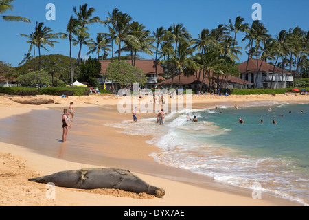 Schwanger hawaiianische Mönchsrobbe teilt sich den Poipu Strand mit Touristen, während sie auf dem Sand an der Pazifikküste in Kauai schläft (Neomonachus schauinslandi) Stockfoto