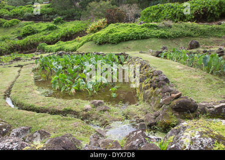 Traditioneller hawaiianischer Taro-Teich auf der Terrasse in der Landschaft des Limahuli-Gartens auf Kauai, Hawaii Stockfoto