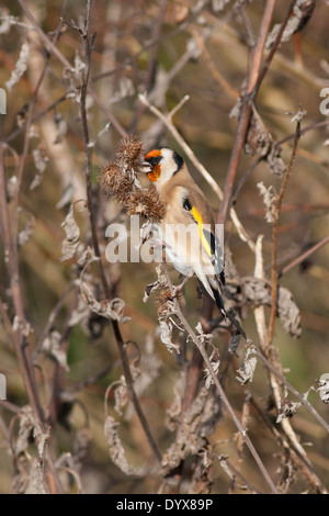 Gold Fink, Otmoor Stockfoto