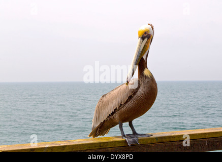 Ein braunen Pelikan auf einem Pier in Südkalifornien Stockfoto