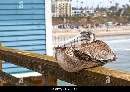 Ein braunen Pelikan hocken auf einem Pier in Süd-Kalifornien, USA Stockfoto