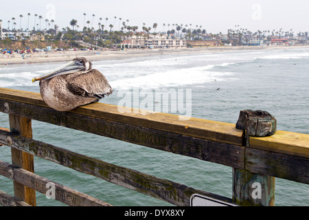 Ein braunen Pelikan auf einem Pier Geländer in Kalifornien Stockfoto