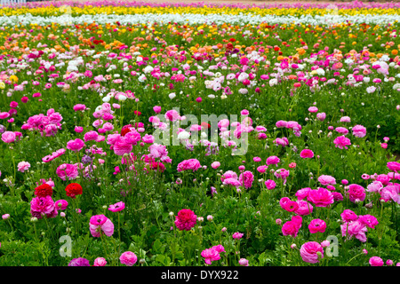 Mehrfarbige Ranunkeln Blumen in einem Feld Stockfoto