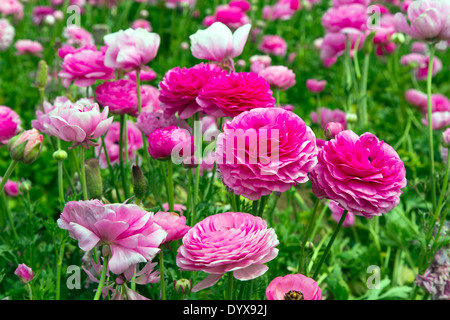 Rosa Ranunkeln Blumen in einem Feld Stockfoto