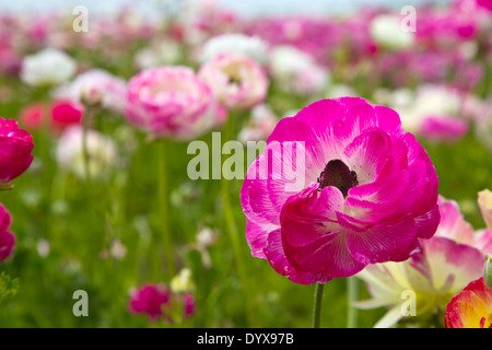 Rosa und weiße Ranunkeln in einem Feld von Blumen in Carlsbad, Kalifornien Stockfoto