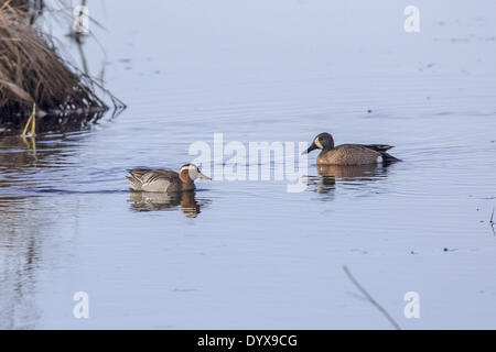 Grantsburg, Wisconsin, USA. 26. April 2014. Ein Drake Garganey (links) schwimmt mit einem Drake Blue-winged Teal bei Crex Wiesen State Wildlife Area in der Nähe von Grantsburg, Wisconsin. Garganey sind in Asien und Europa heimisch und extrem seltene Besucher nach Nordamerika. Dies ist die erste gemeldete Instanz der Arten in Wisconsin. © Keith R. Crowley/ZUMA Wire/ZUMAPRESS.com/Alamy Live-Nachrichten Stockfoto