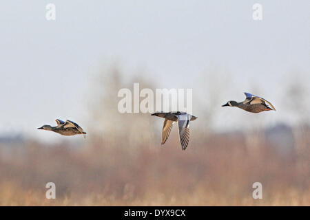 Grantsburg, Wisconsin, USA. 26. April 2014. Ein Mann fliegt Garganey (Mitte) mit Blue-winged Teal bei Crex Wiesen State Wildlife Area in der Nähe von Grantsburg, Wisconsin. Garganey sind in Asien und Europa heimisch und extrem seltene Besucher nach Nordamerika. Dies ist die erste gemeldete Instanz der Arten in Wisconsin. © Keith R. Crowley/ZUMA Wire/ZUMAPRESS.com/Alamy Live-Nachrichten Stockfoto