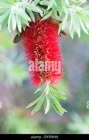 Zylinderputzer Viminalis "Little John". Weinende Bottlebrush Blüte. Stockfoto