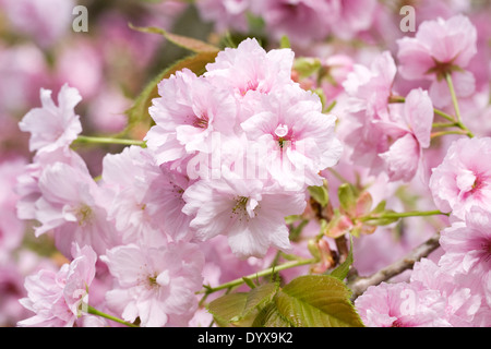 Prunus 'Oshokun' Blüte. Kirschblüte in einem englischen Garten. Stockfoto