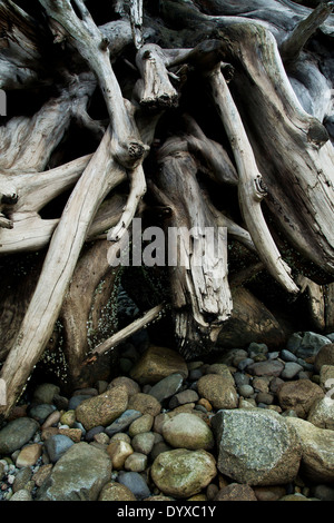 skulpturale verdrehten verschlungenen Ozean verwitterten Baumwurzeln auf einem Kiesstrand Stockfoto