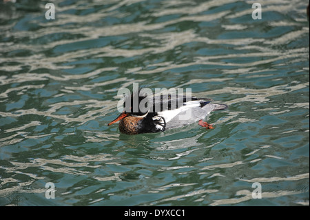 Männlich Red-breasted Merganser (Mergus serrator), Lake Ontario, Toronto, Ontario, Kanada Stockfoto