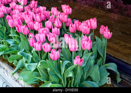 Rosa Frühling Tulpen, wachsen in einer Pflanzung Holzkiste, vor ein Retail-Store in New York City Stockfoto