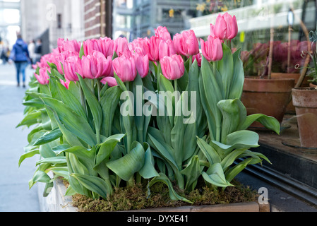 Rosa Frühling Tulpen, wachsen in einer Pflanzung Holzkiste, vor ein Retail-Store in New York City Stockfoto