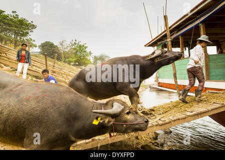 Chiang Saen, Chiang Rai, Thailand. 23. April 2014. Arbeitnehmer in Chiang Saen Hafen laden Wasserbüffel auf einem Flussschiff, die Rinder und Büffel, Fleischmärkte in Südchina schleppt. Handel mit China ist ein wichtiger Bestandteil der Wirtschaft im Norden Thailands. Chinesisch und Lao Boote transportieren Passagiere und Fracht, Norden von Thailand nach China. China nutzt auch Fluss um zu Schiff nach Thailand und dann waren werden per LKW zu tiefem Wasser Häfen in Thailand für den Versand auf der ganzen Welt. © Jack Kurtz/ZUMAPRESS.com/Alamy Live-Nachrichten Stockfoto