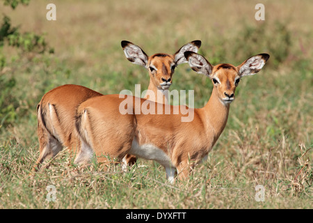 Zwei kleine Impala Antilope (Aepyceros Melampus) Lämmer, Lake-Nakuru-Nationalpark, Kenia Stockfoto