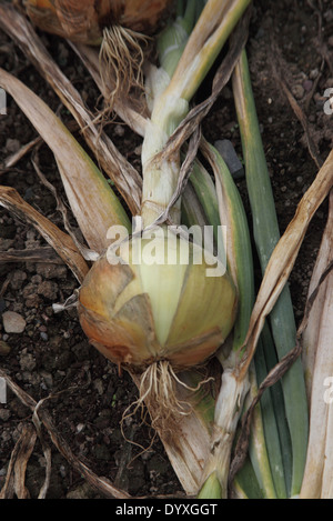 Allium Cepa 'Santero' Zwiebel Nahaufnahme reife Birne Stockfoto