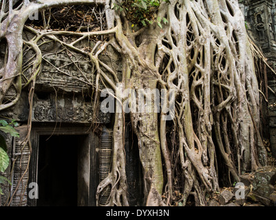 Ta Prohm Tempelruine im Wald. Siem Reap, Kambodscha - Baumwurzel aus Seide – Cotton Tree oder Thitpok - Lage von Tomb Raider Stockfoto