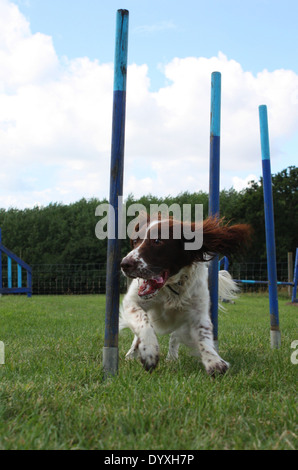 Arbeiten Typ Leber und weiß Englisch Springer Spaniel weben durch Agilität Pole Stockfoto