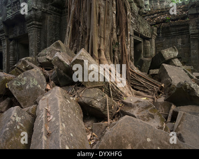 Ta Prohm Tempelruine im Wald. Siem Reap, Kambodscha Stockfoto