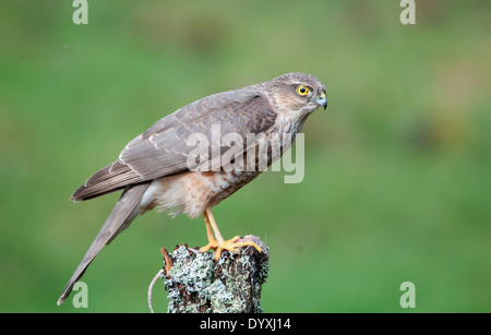 Sperber auf Maus Stockfoto