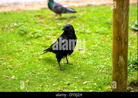 London, UK. 26. April 2014. Menschen genießen Sie ein sonniges Wochenende in London, einen Spaziergang im Park und Blick auf die Tiere im St. James Park, London, UK, 26. April 2014 Credit: Giulia Fiori/Alamy Live News Stockfoto