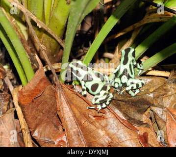 Grüne und braune vergiften Pfeil Frösche (Dendrobates Auratus) grün und schwarz Pfeilgiftfrosch, grünen und schwarzen vergiften Pfeil Frosch Stockfoto