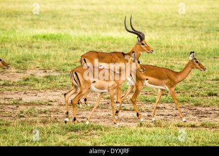 Männliche und weibliche Impala in Grünland, Serengeti Nationalpark, Tansania Stockfoto