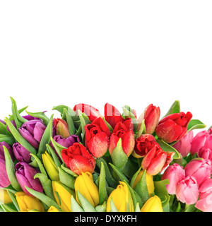 Bouquet von frischen mehrfarbige Tulpen auf weißem Hintergrund. Frühlingsblumen mit Wassertropfen Stockfoto