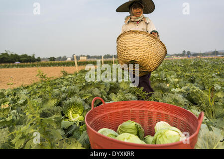 22. April 2014 - Chiang Saen, Chiang Rai, Thailand - ein Landwirt erntet Kohl auf ihrer Farm in der Flussaue der Mekong-Fluss in Chiang Saen, Thailand. Die Bauern Land überschwemmt jedes Jahr während der Regenzeit. Provinz Chiang Rai in Nordthailand befindet sich inmitten der jährlichen Trockenzeit. Es wurde signifikante Regen nicht in Monaten und die Ebene des Mekong-Flusses fällt. Wie der Fluss fällt, Boot Operatoren Strand ihre Boote um Wartungsarbeiten zu tun und einige der größeren chinesischen Fracht Boote kann nachgeschalteten südlich von Chaing Saen gehen, weil in der Shi Inseln und Sandbänke bilden Stockfoto