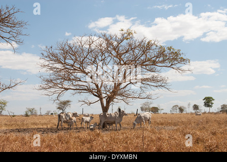 Gaucha do Norte, Mato Grosso, Brasilien. Rinder weiden im Gebiet des Amazonas-Regenwaldes mit einem blattlosen Baum noch stehen und Rinder unter ihm vor kurzem gelöscht. Stockfoto