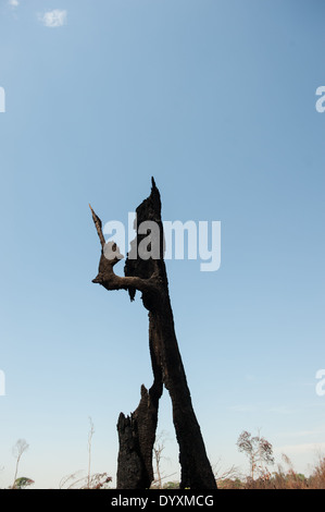 Mato Grosso, Brasilien. Einsame verbrannten Baumstumpf stehend isoliert wie eine geschnitzte Figur in einem vor kurzem gerodete Fläche. Stockfoto