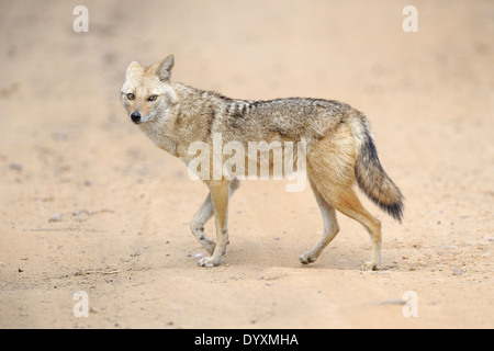 Goldschakal (Canis Aureus) gehen auf Sand. Stockfoto