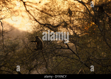 Hanuman-Languren (Semnopithecus Entellus) sitzt im Baum im Gegenlicht bei Sonnenuntergang. Stockfoto