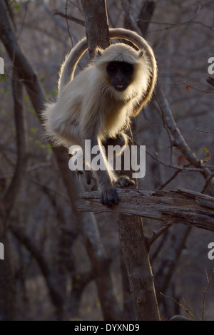 Hanuman-Languren (Semnopithecus Entellus) sitzt im Baum im Gegenlicht. Stockfoto