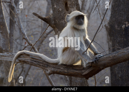 Hanuman-Languren (Semnopithecus Entellus) sitzt im Baum im Gegenlicht. Stockfoto