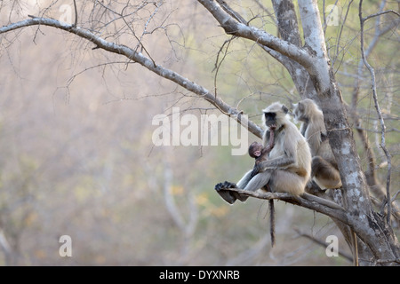 Hanuman-Languren (Semnopithecus Entellus) sitzt in einem Baum mit Baby in Händen. Stockfoto