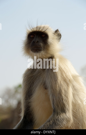 Hanuman-Languren (Semnopithecus Entellus)-Porträt. Stockfoto