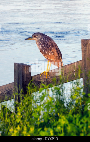 Juvenile grün Heron (Butorides Virescens) thront auf einem Geländer an Payne Prairie Naturschutzgebiet in der Nähe von Gainesville, Florida, USA Stockfoto