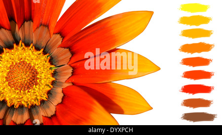 Floraler Hintergrund: Orange, gelb und braun Gazenia oder Schatz Blume Farbpalette Stockfoto