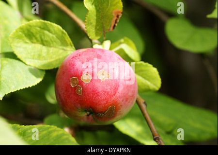 Landwirtschaft-Konzept: Apple Schorf Krankheit, verursacht durch die Fongus Venturia Inaequalis Stockfoto