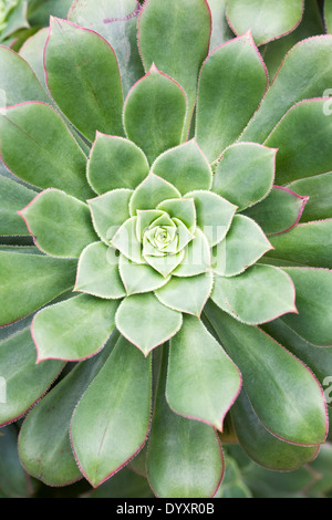 Aeonium Haworthii. Windrad Aeonium. Stockfoto