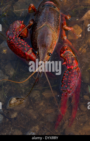 Roter Sumpf Krebse, Procambarus Clarkii, Louisiana Stockfoto