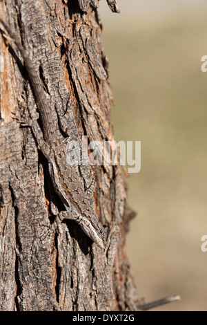 Reich verzierte Baum Eidechse (Urosaurus Ornatus) Stockfoto