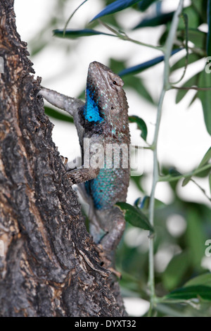 Männliche Wüste stacheligen Eidechse (Sceloporus Clarkii) Stockfoto