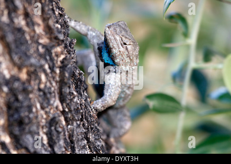 Männliche Wüste stacheligen Eidechse (Sceloporus Clarkii) Stockfoto