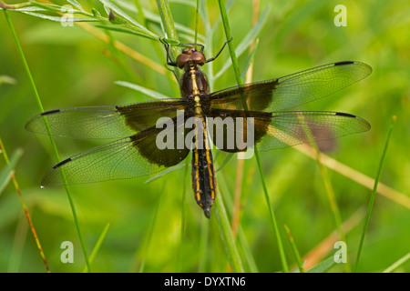 Witwe Skimmer (Libellula Luctuosa) gehört zu der Gruppe der Libellen, bekannt als König Skimmer, New York Stockfoto