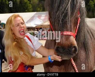 Salzburg, Österreich. 26. April 2014. Sänger Roberto Blanco Frau Luzandra ist Zugpferd Kuemmel während des Frühlingsfestes auf den Gnadenhof Gut Aiderbichl in Henndorf bei Salzburg, Österreich, 26. April 2014 etwas von. Foto: Ursula Düren/Dpa/Alamy Live News Stockfoto