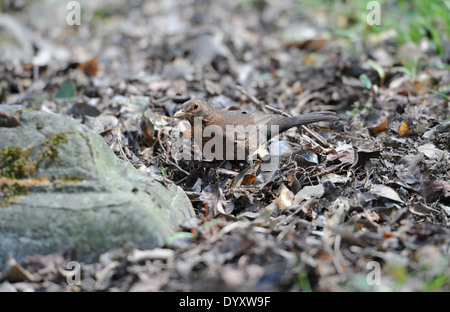 Weibliche Amsel (Turdus Merula) auf der Suche nach Nahrung unter alten Blätter Stockfoto