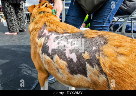 Belfast, Nordirland. 27 Apr 2014 - Große Narben auf einen Hund, erholt sich von schrecklichen Mißbrauch der Credit: Stephen Barnes/Alamy leben Nachrichten Stockfoto