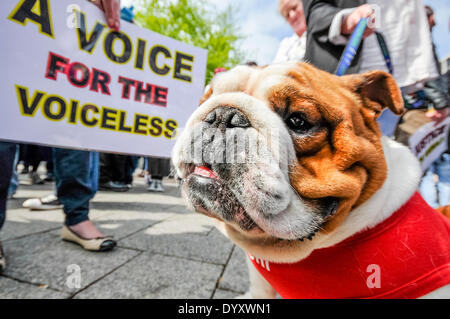 Belfast, Nordirland. 27 Apr 2014 - Bentley die Bulldogge sitzt unter Hunderten von Menschen, für die eine Kundgebung mit der Forderung nach Ende der Grausamkeit gegen Tiere versammelt, und strengere Vorschriften für die Verführer. Credit: Stephen Barnes/Alamy leben Nachrichten Stockfoto